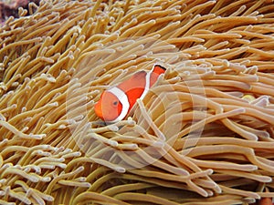 PREMNAS BIACULEATUSÃ¯Â¼ËAmphiprioninaeÃ¯Â¼â° photo